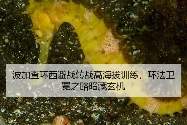 波加查环西避战转战高海拔训练，环法卫冕之路暗藏玄机